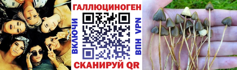 Галлюциногенные грибы Psilocybe Алагир